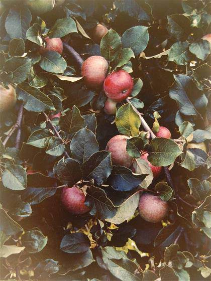 Eliot Porter - Apples, Great Spruce Head Island