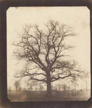 William Henry Fox Talbot - An Oak Tree in Winter
