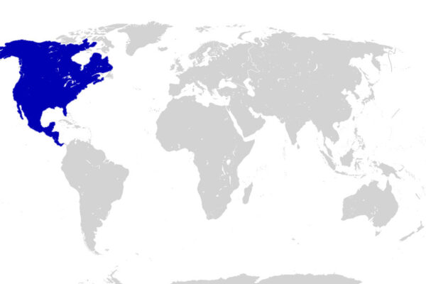 world map - america-north