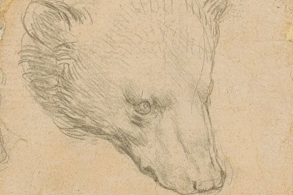 Leonardo da Vinci - Head of a bear - zoom