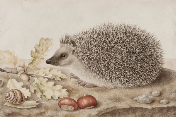 Giovanna Garzoni - A Hedgehog in a Landscape - thumbnail