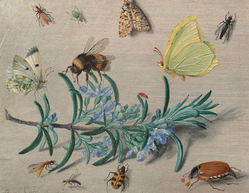 Jan van Kessel the Elder - Insects - 1653
