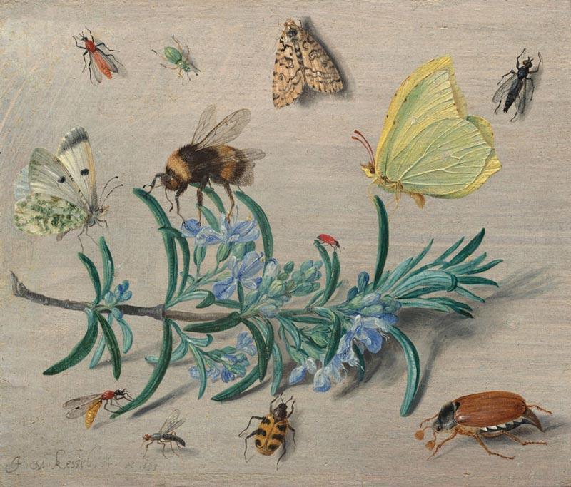 Jan van Kessel the Elder - Insects - 1653